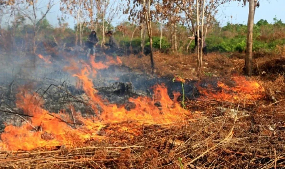 KLH lakukan pengawasan terhadap 38 perusahaan terkait kebakaran lahan