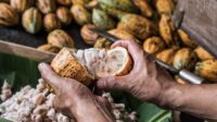 Indonesia-Prancis bikin proyek penguatan produsen di sektor kakao