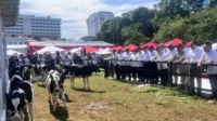 Wamen-PPN.jpg Kepala Bappenas: Program Sapi Merah Putih jadi simbol kemajuan
