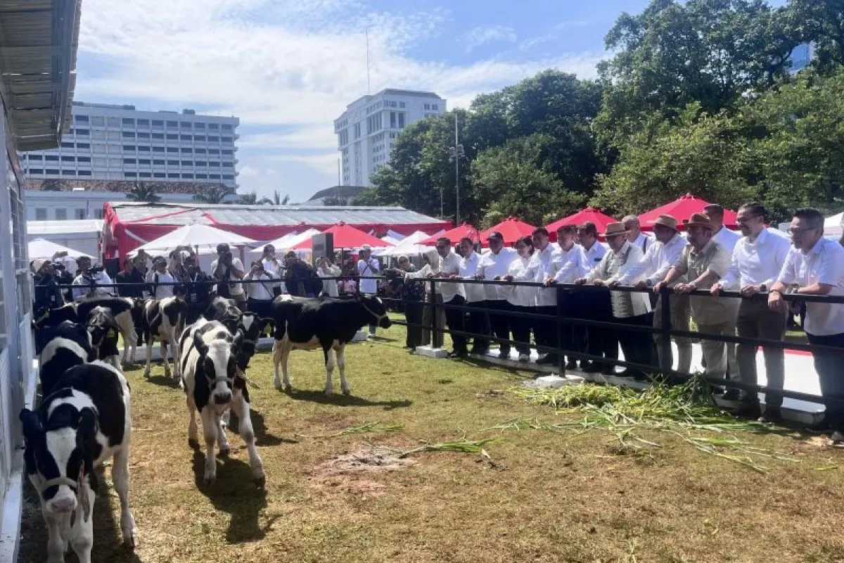Kepala Bappenas: Program Sapi Merah Putih jadi simbol kemajuan