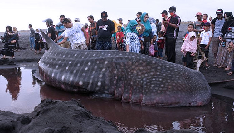 KKP: Perlindungan hiu paus jaga ekosistem laut dan pangan biru