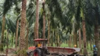 Ekonom sebut peran pemerintah krusial dalam alih kelola kebun sawit