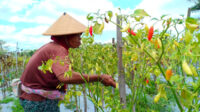 Bapanas: Harga cabai rawit Rp45.246/kg, bawang merah Rp38.257/kg