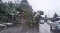 Pohon Tumbang di Tol Jagorawi Arah Cawang, Petugas Gerak Cepat Lakukan Evakuasi