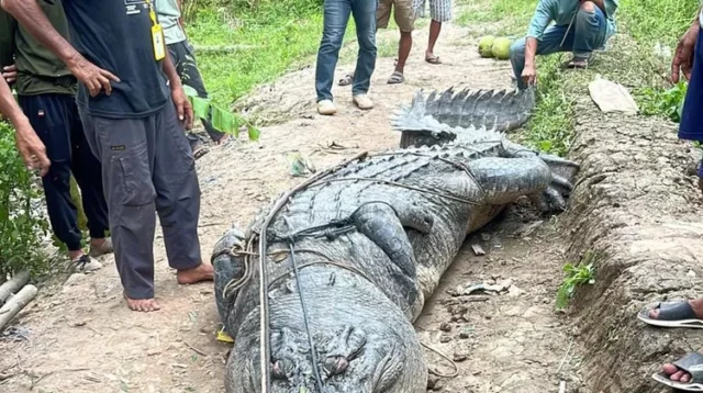Bangkai Buaya Raksasa dari Inhil Dikirim ke Jakarta untuk Diawetkan