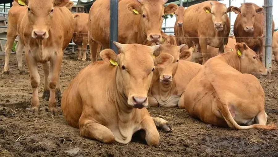 Peternakan Sapi 'Raksasa' Rp4,8 Triliun Siap Dibangun di Jabar dan Jatim