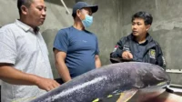 Legislator PDIP Dorong SMK Perikanan di Lebak, Potensi Ekspor Tuna Jadi Sorotan