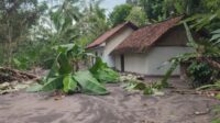 Banjir Lahar Semeru, 9 Rumah Terendam Warga Sumberlangsep Mengungsi
