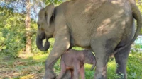 WhatsApp-Image-2025-12-06-at-11.09.35.jpeg Kemenhut Umumkan Kelahiran Anak Gajah di Way Kambas