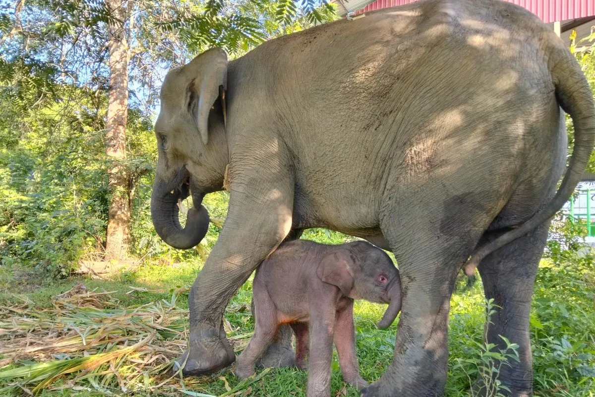 Kemenhut Umumkan Kelahiran Anak Gajah di Way Kambas