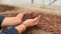 KBRI Kairo Dorong Gastrodiplomasi Lewat Dukungan Usaha Kopi Indonesia di Mesir