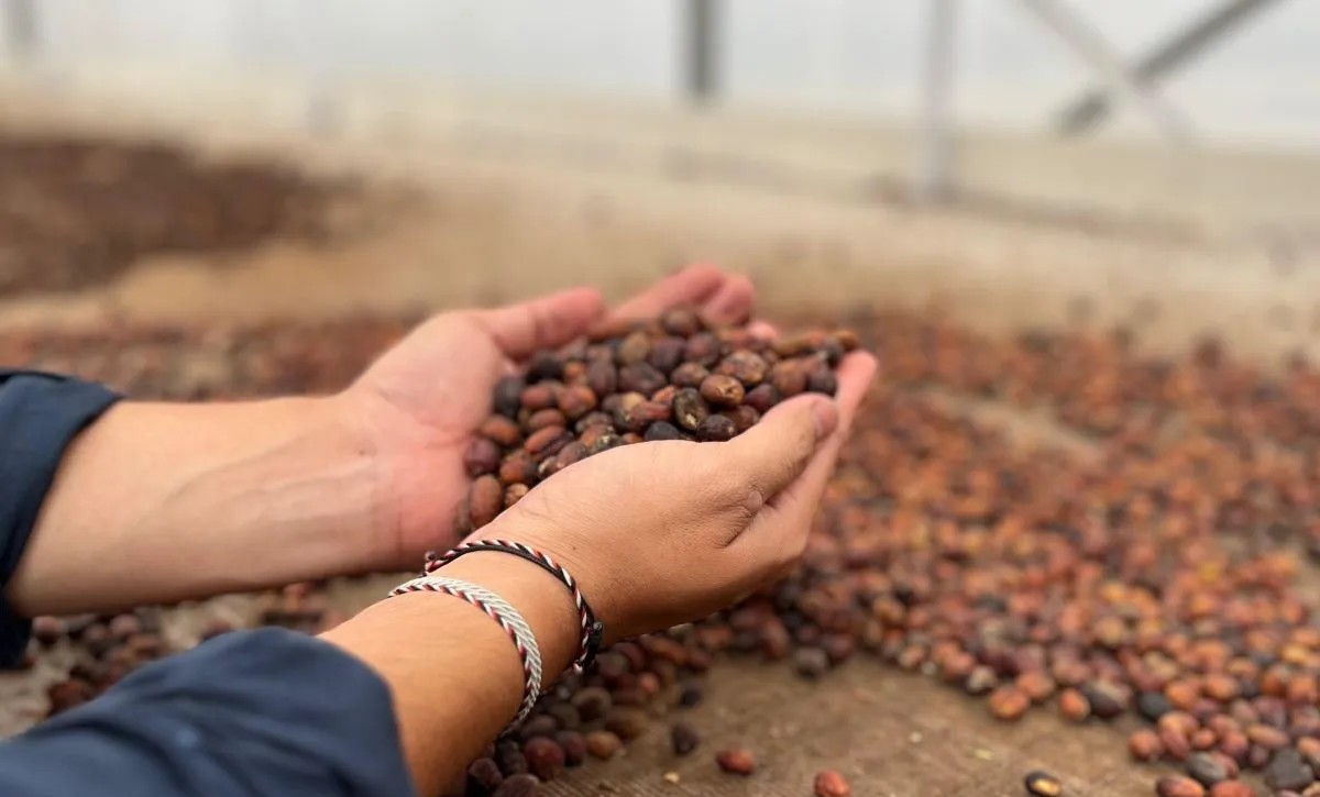 KBRI Kairo Dorong Gastrodiplomasi Lewat Dukungan Usaha Kopi Indonesia di Mesir