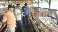 Inovasi Ala Wagyu Jepang, Fikri Faqih Salut Kreativitas Peternak Muda Tegal