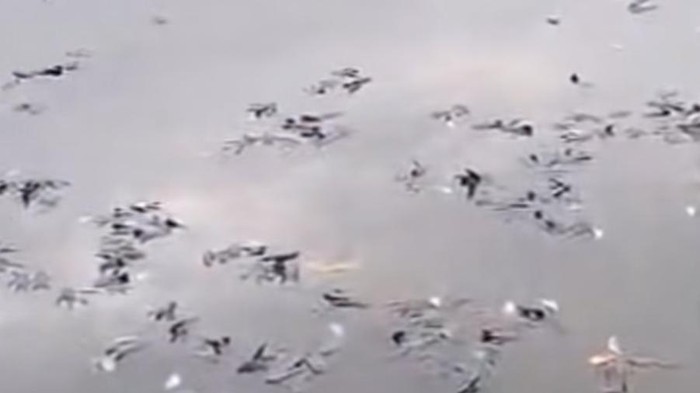 Viral! Ikan Mati Massal di Situ Citongtut, Pemkab Bogor Lakukan Investigasi
