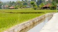 Kementan Perkuat Irigasi, Produksi Beras Aman Hadapi Cuaca Ekstrem