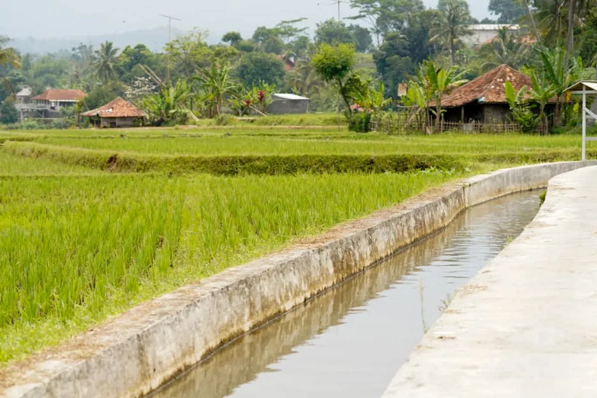 Kementan Perkuat Irigasi, Produksi Beras Aman Hadapi Cuaca Ekstrem