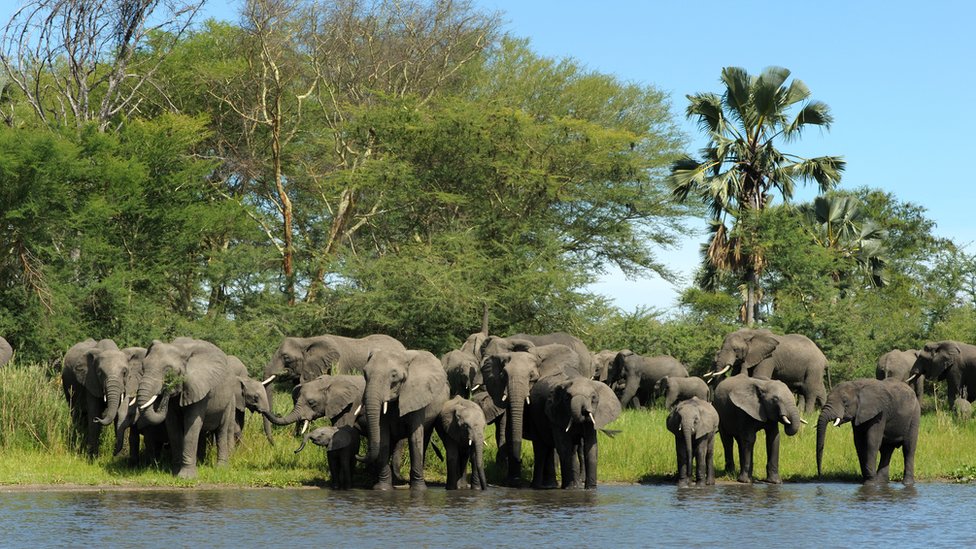 Lima Gajah Liar Dipindah ke Suaka Margasatwa