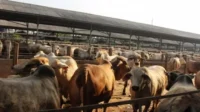 RPH RPH Ciputat Batalkan Kenaikan Ongkos, Harga Daging Dijaga Stabil