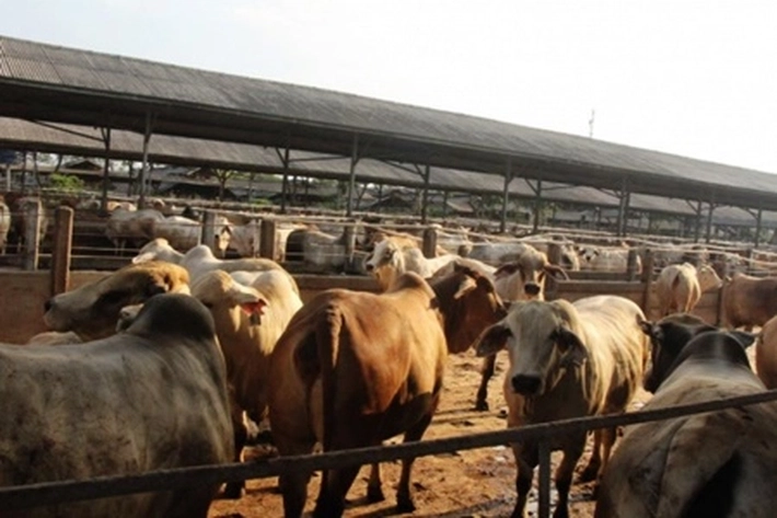 RPH Ciputat Batalkan Kenaikan Ongkos, Harga Daging Dijaga Stabil