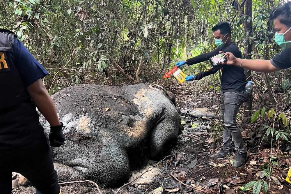 Kemenhut Buru Jaringan Pemburu Gajah di Riau
