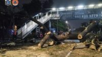 Pohon Tumbang di Jaksel, Pemotor Tewas Diterjang