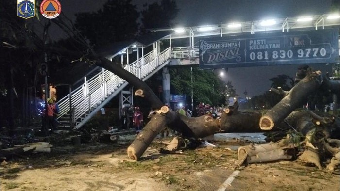 Pohon Tumbang di Jaksel, Pemotor Tewas Diterjang