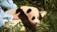 Panda Diplomasi: Ping Ping & Fu Shuang Menuju Atlanta
