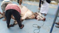 H Erwin Siregar Saat Menyembelih Sapi Qurbannya