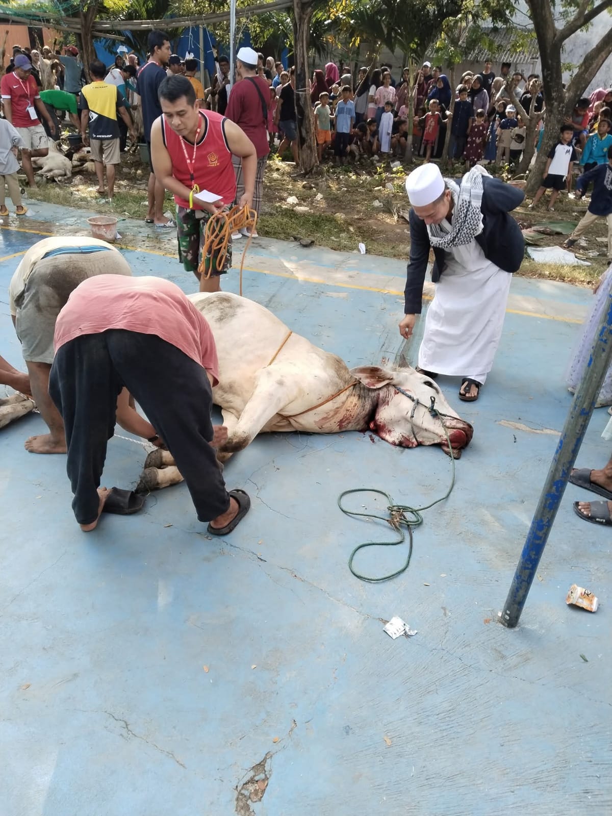 H Erwin Siregar Saat Menyembelih Sapi Qurbannya