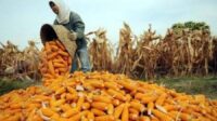 Produksi Jagung RI Turun 2,69% hingga Juni 2026