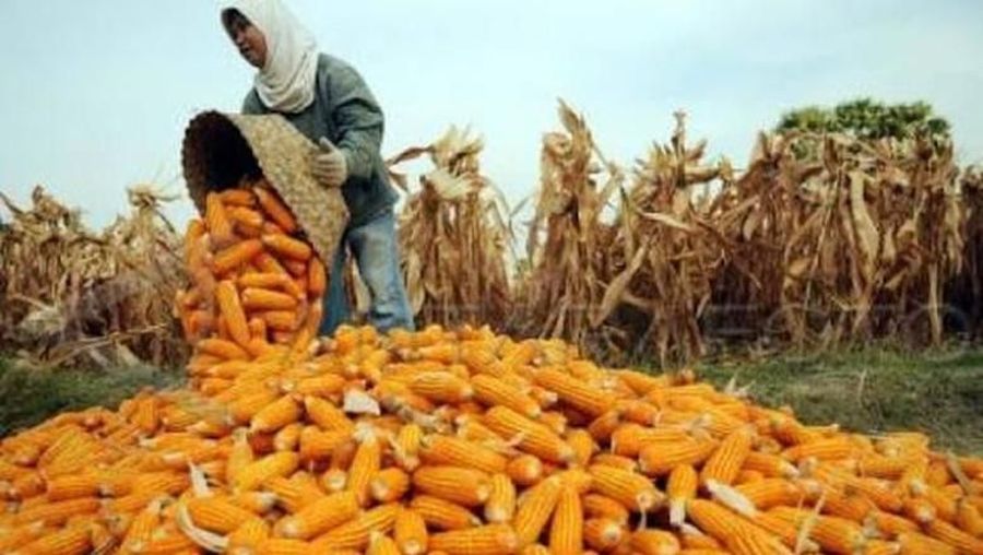 Produksi Jagung RI Turun 2,69% hingga Juni 2026