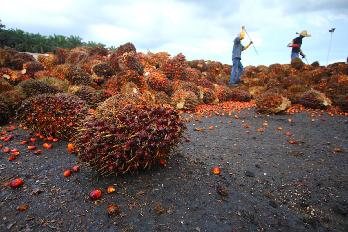 Ahli: Sawit di Hutan Tanpa Izin Ilegal