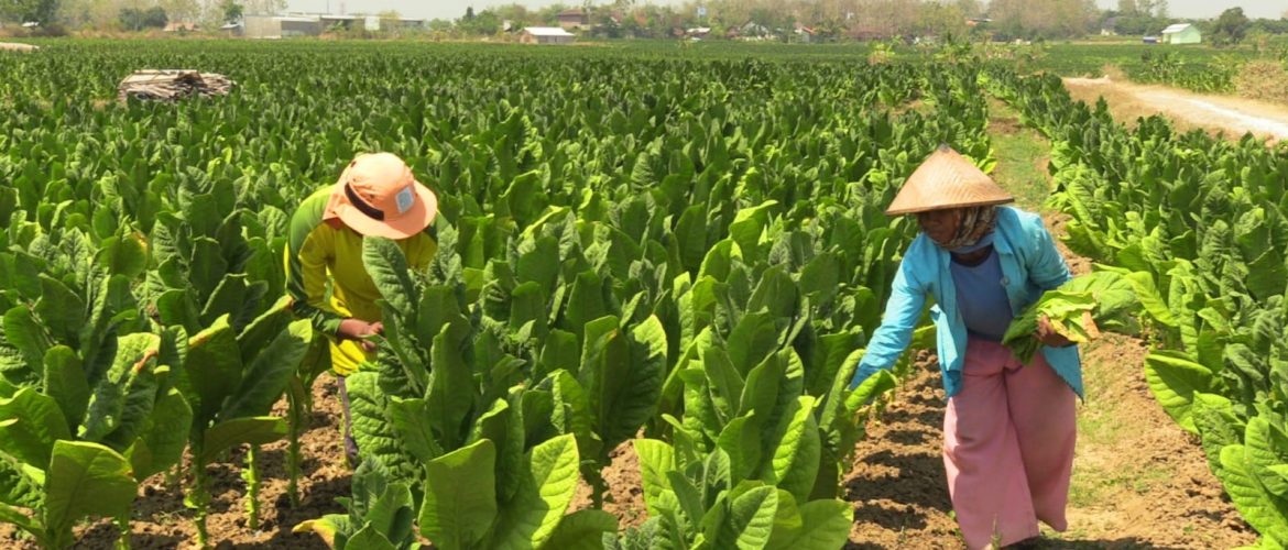 Legislator: Lindungi Sektor Tembakau Nasional, Pemerintah Diminta Bikin Aturan yang Adil