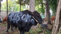 Sapi Kurban Presiden Dibeli APBN, MUI Pastikan Sah