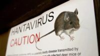 DPR Dorong Surveilans Hantavirus Diperkuat