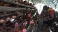 Peternak Tolak Investor Asing di Industri Telur