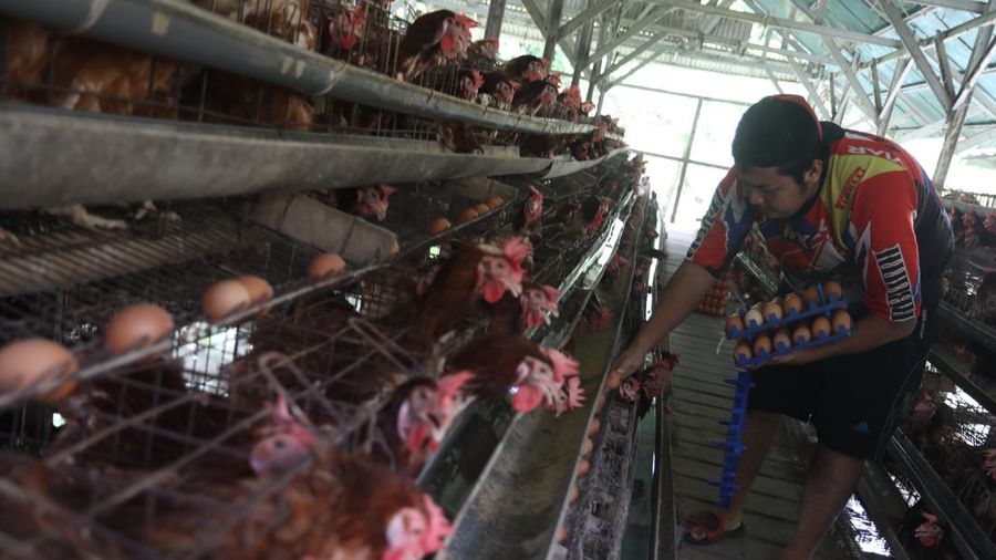 Peternak Tolak Investor Asing di Industri Telur