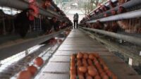 Harga Anjlok, Peternak Bagikan Telur Gratis