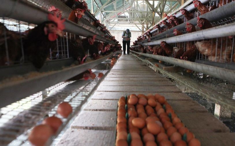 Harga Anjlok, Peternak Bagikan Telur Gratis