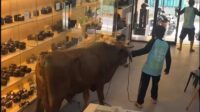 Sapi Kurban Ngamuk Hingga Masuk ke Toko Kamera di Bogor, Pegawai Panik