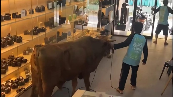 Sapi Kurban Ngamuk Hingga Masuk ke Toko Kamera di Bogor, Pegawai Panik