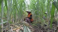 tebu Petani Minta Harga Adil dalam Program Bioetanol