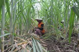 Petani Minta Harga Adil dalam Program Bioetanol