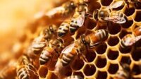 Probiotik Madu Lebah Tanpa Sengat, Harapan Baru Antikanker