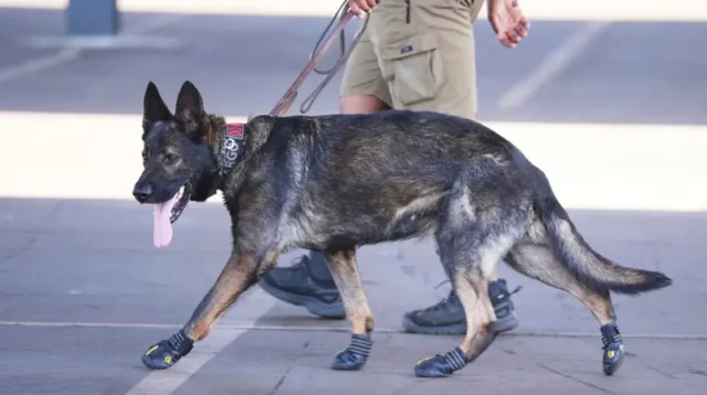 Menkeu Purbaya Rombak Aturan, Bebaskan Bea Masuk Senjata dan Anjing Pelacak