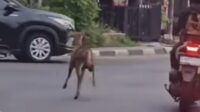 Rusa Lepas di Pancoran, Bobol Kandang TMP Kalibata