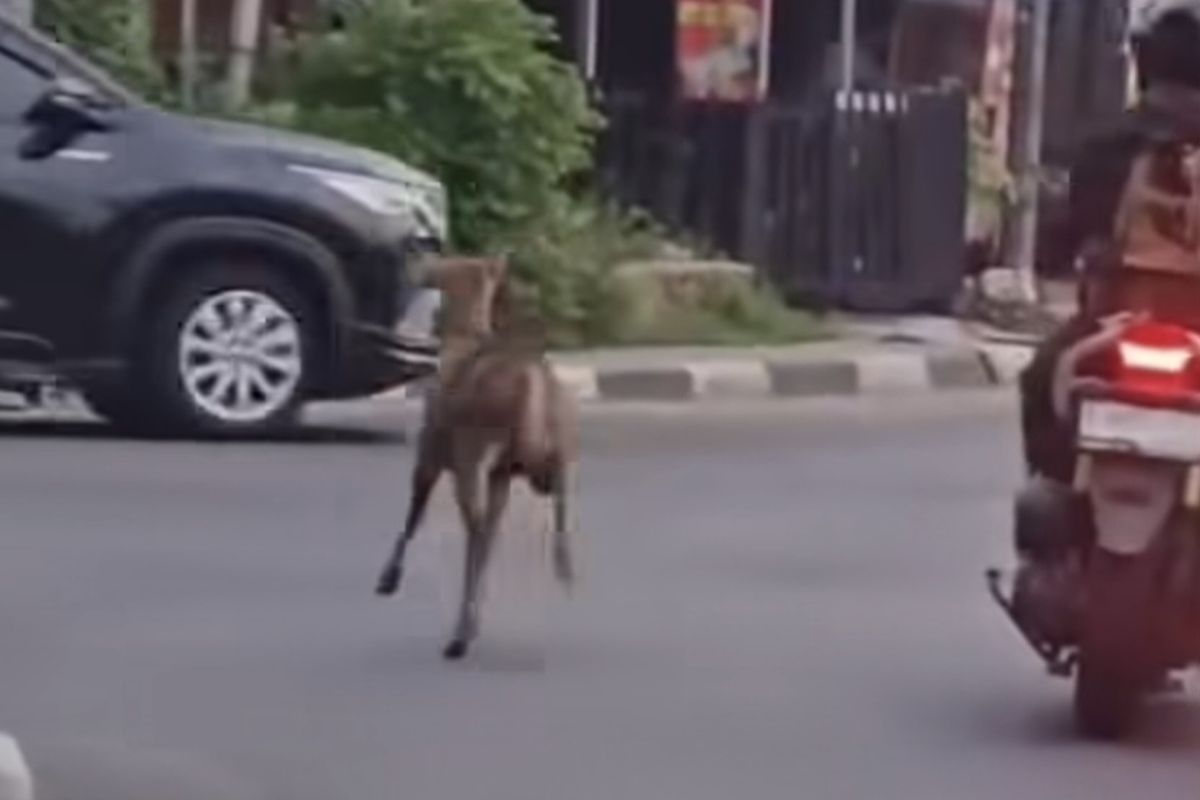 Rusa Lepas di Pancoran, Bobol Kandang TMP Kalibata