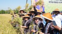 perum-bulog-1783737160431_169 Sinergi Komisi IV DPR RI dan BULOG Dukung Kesejahteraan Petani