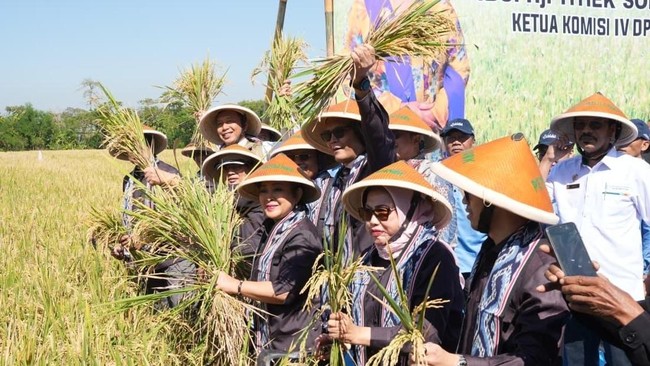Sinergi Komisi IV DPR RI dan BULOG Dukung Kesejahteraan Petani