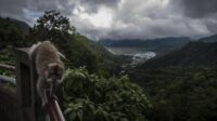 destinasi-wisata-sembalun-3_169 Komisi IV DPR Desak Kemenhut Kendalikan Populasi Monyet Ekor Panjang